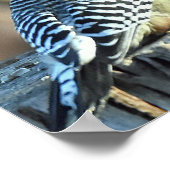 Poster Cardinal rouge et pic à ventre rouge (Coin)