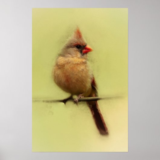 Poster Cardinal rouge femelle chanteur (Devant)