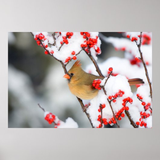 Poster Cardinal rouge femelle sur Ilex verticillé (Devant)