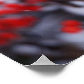 Poster Cardinal rouge mâle, Hiver, IL (Coin)
