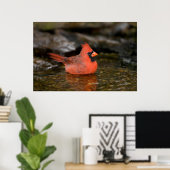 Poster Cardinal rouge mâle se baignant (Bureau à domicile)
