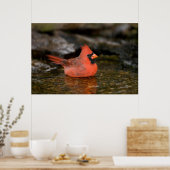 Poster Cardinal rouge mâle se baignant (Cuisine)