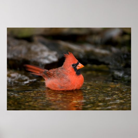 Poster Cardinal rouge mâle se baignant (Devant)