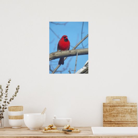 Poster Cardinal Rouge/Oiseau (Cuisine)