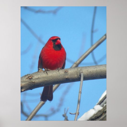 Poster Cardinal Rouge/Oiseau (Devant)