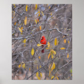 Poster Cardinal Rouge solitaire à l'automne Arbre d'autom (Devant)