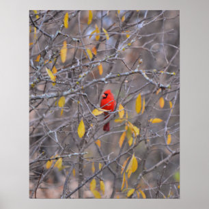 Poster Cardinal Rouge solitaire à l'automne Arbre d'autom