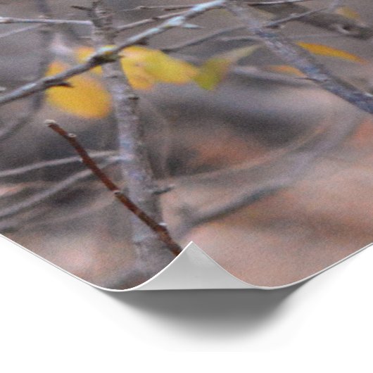 Poster Cardinal Rouge solitaire à l'automne Arbre d'autom (Coin)