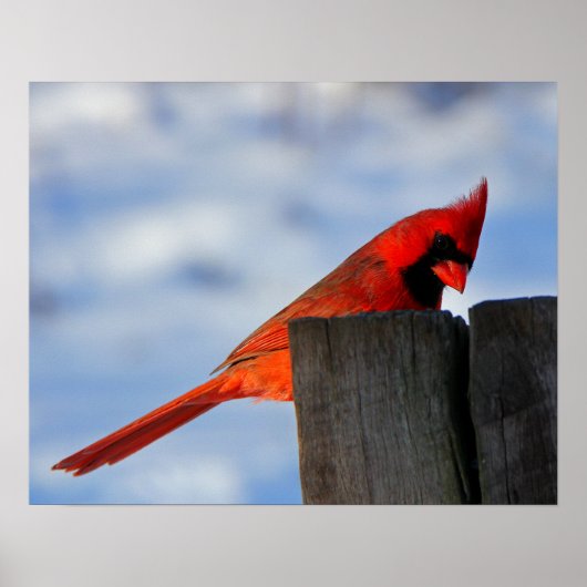Poster Cardinal rouge sur la souche en bois (Devant)