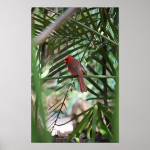 Poster Cardinal tropical dans les palmiers