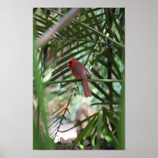 Poster Cardinal tropical dans les palmiers