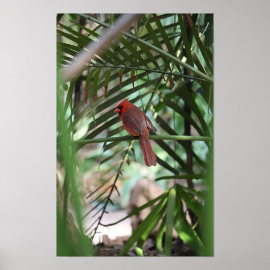 Poster Cardinal tropical dans les palmiers (Devant)