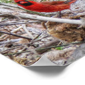 Poster Cardinal vibrant (Coin)