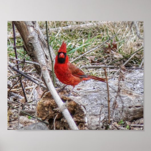 Poster Cardinal vibrant (Devant)