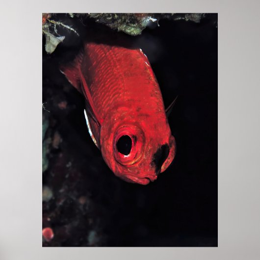 Poster Cardinalfish Portrait (Devant)
