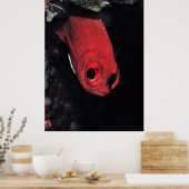 Poster Cardinalfish Portrait (Cuisine)