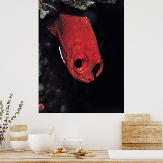 Poster Cardinalfish Portrait (Cuisine)