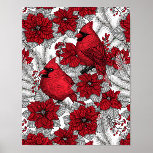 Poster Cardinals and poinsettia in red and white