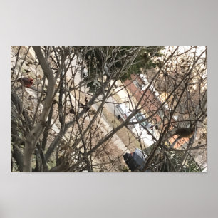 Poster Cardinaux