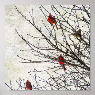 Poster Cardinaux dans une grunge d'arbre