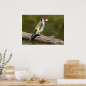 Poster Carduelis carduelis (Cuisine)