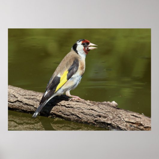 Poster Carduelis carduelis (Devant)