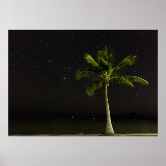 Poster Cardwell Palm (Devant)