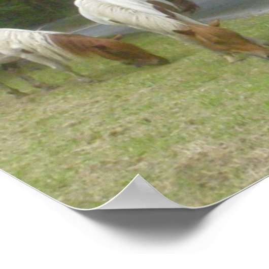 Poster Carefree Ponies (Coin)