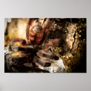 Poster Caribena Versicolor Toe Rose Tarantula