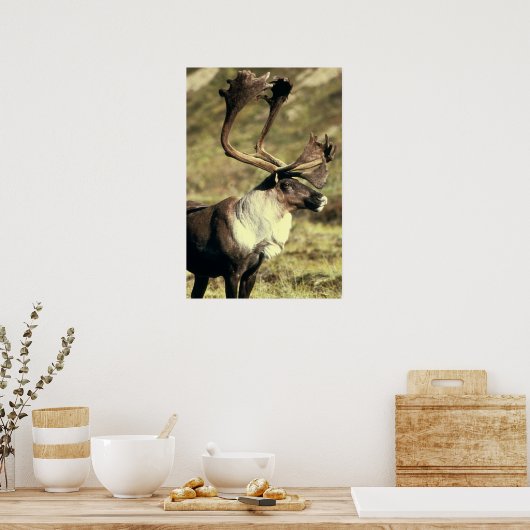 Poster Caribou (Cuisine)