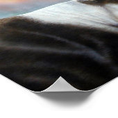 Poster Caribou (Coin)