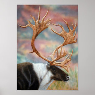 Poster Caribou
