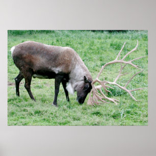 Poster Caribou avec de grands andouillers