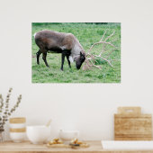 Poster Caribou avec gros colliers (Cuisine)