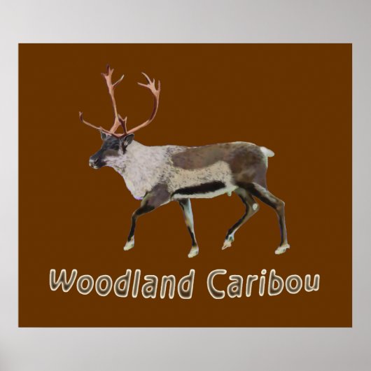 Poster Caribou des bois (Devant)
