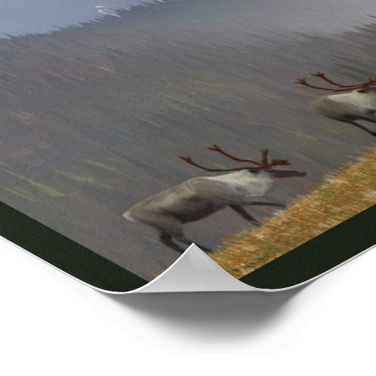 Poster Caribou deux (Coin)