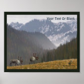 Poster Caribou deux (Devant)