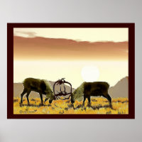 Caribou Duel