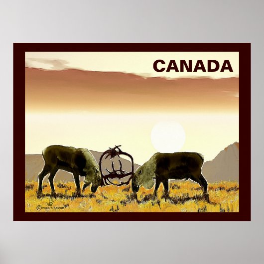 Poster Caribou Duel - Canada (Devant)