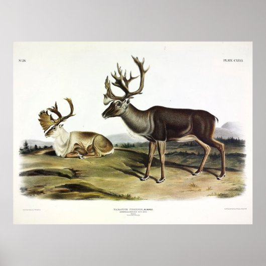 Poster Caribou, ou rennes américains par Audubon (Devant)