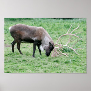 Poster Caribou utilisant des andouillers