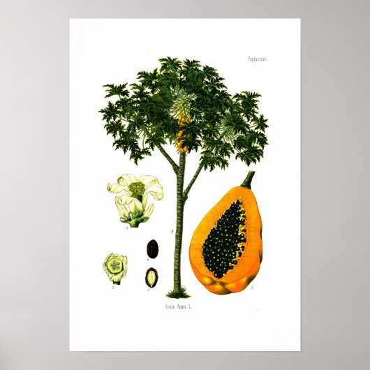 Poster Carica papaya (Papaya) (Devant)