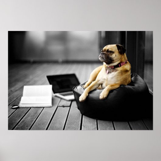 Poster Carlin au repos (Devant)