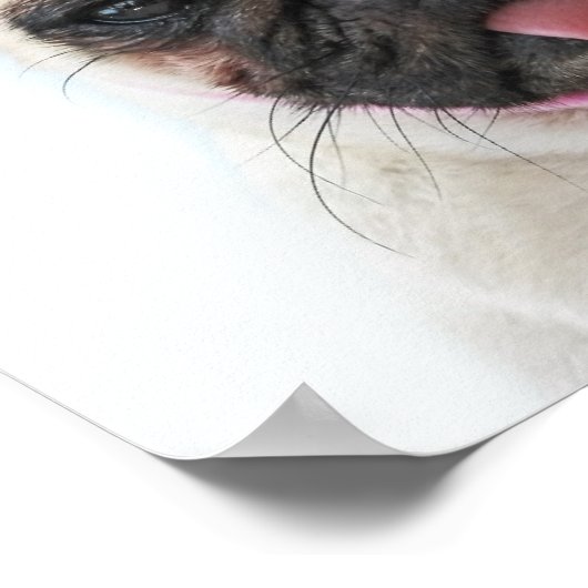 Poster Carlin avec Bow rose (Coin)