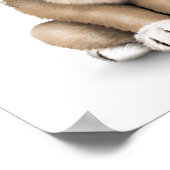 Poster Carlin bébé mignon Chien chiot sur blanc (Coin)