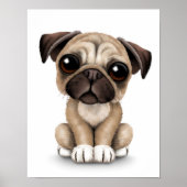 Poster Carlin bébé mignon Chien chiot sur blanc (Devant)