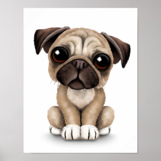 Poster Carlin bébé mignon Chien chiot sur blanc (Devant)