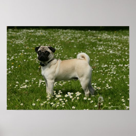 Poster Carlin Jouer dans les fleurs (Devant)