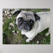 Poster Carlin n Galets Imprimer (Devant)