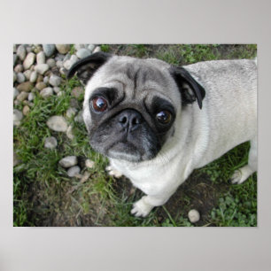 Poster Carlin n Galets Imprimer